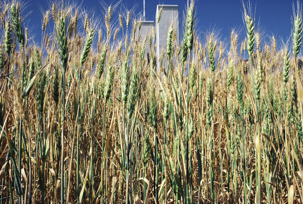 Green Wheat Turning, 1982