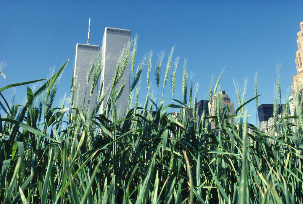 Wheatfield with green wheat, 1982