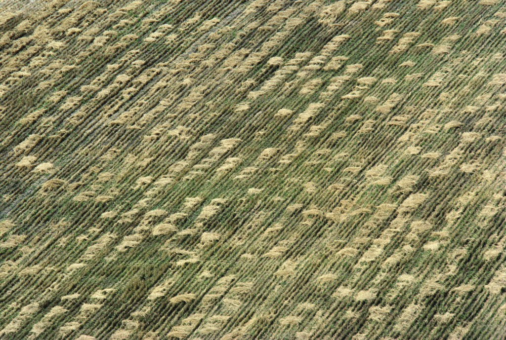 Wheatfield, Aerial View 2, 1982