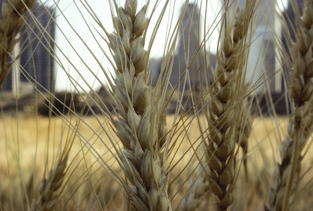 Wheatfield, Golden Wheat (Close-up), 1982