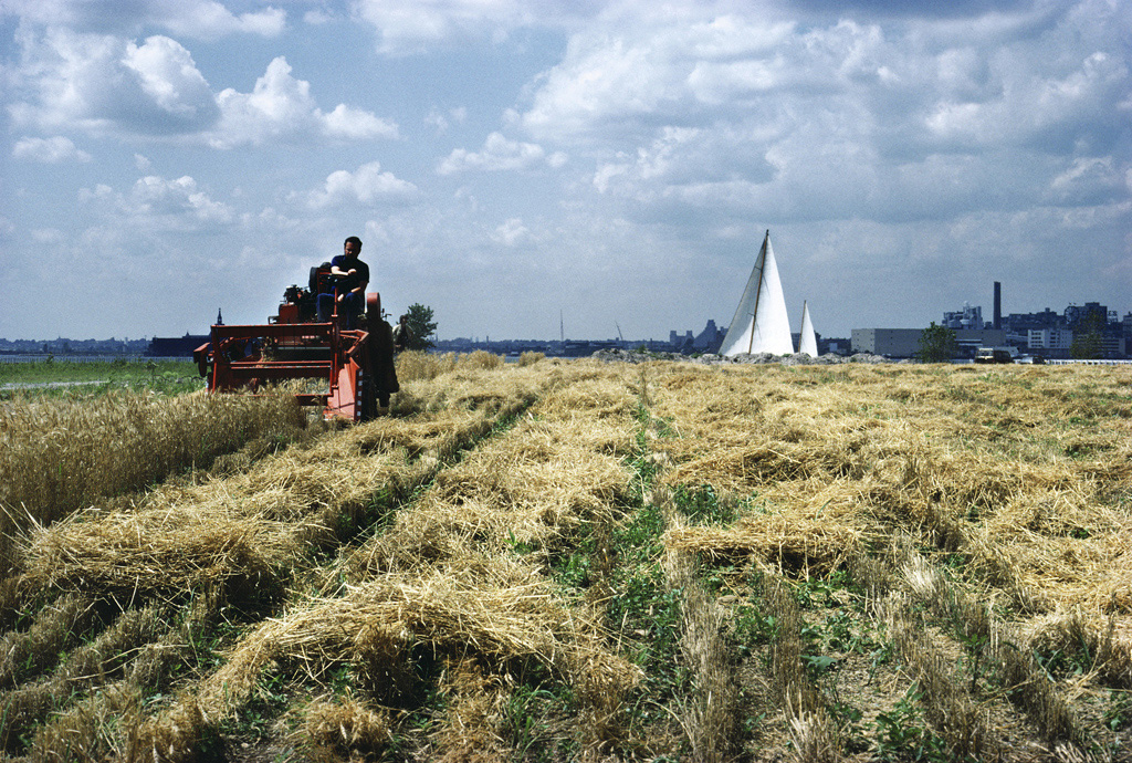 Whetfield Harvest with Sailboat, 1982