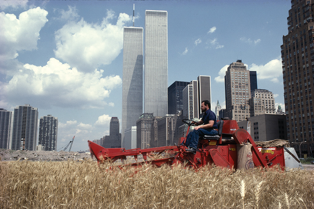 Wheatfield, The Harvest, 1982