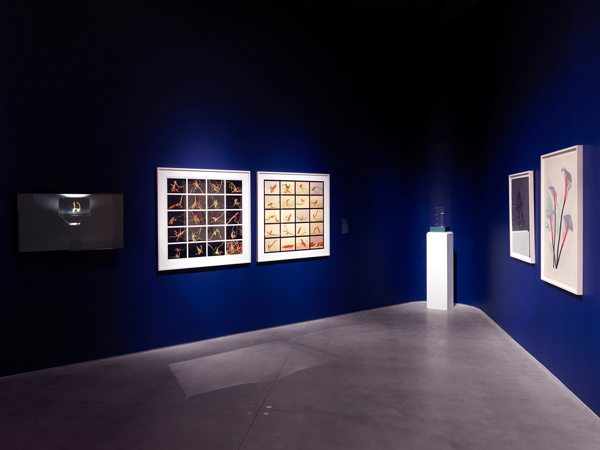 Installation view: The Seed