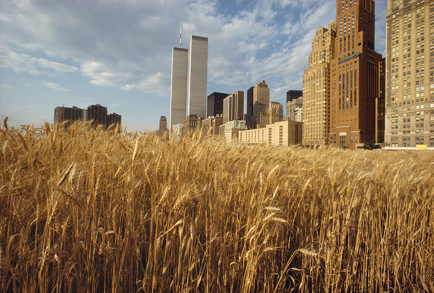 Wheatfield with Financial Center